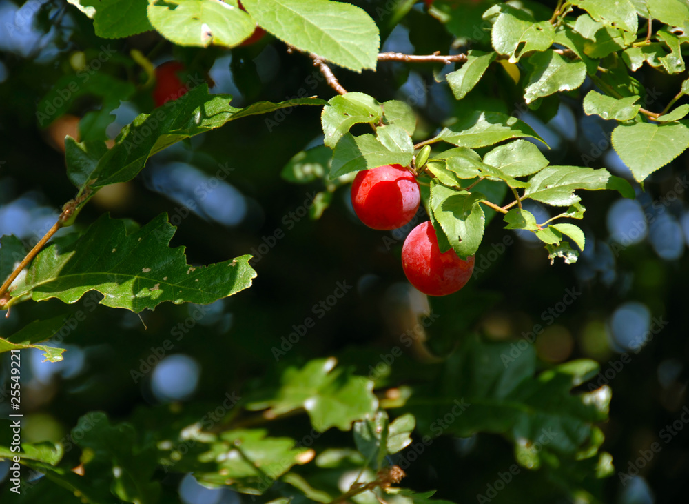 Red plums Red plums