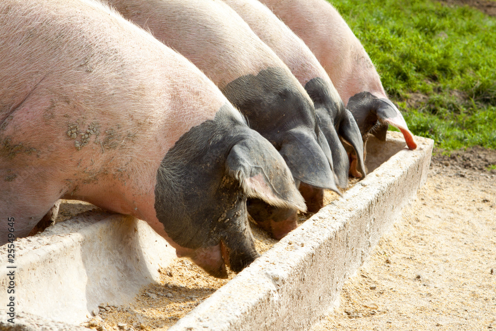 Fototapeta premium Schweine