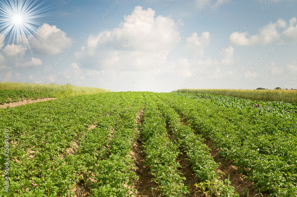 Landscape of potato plantation.