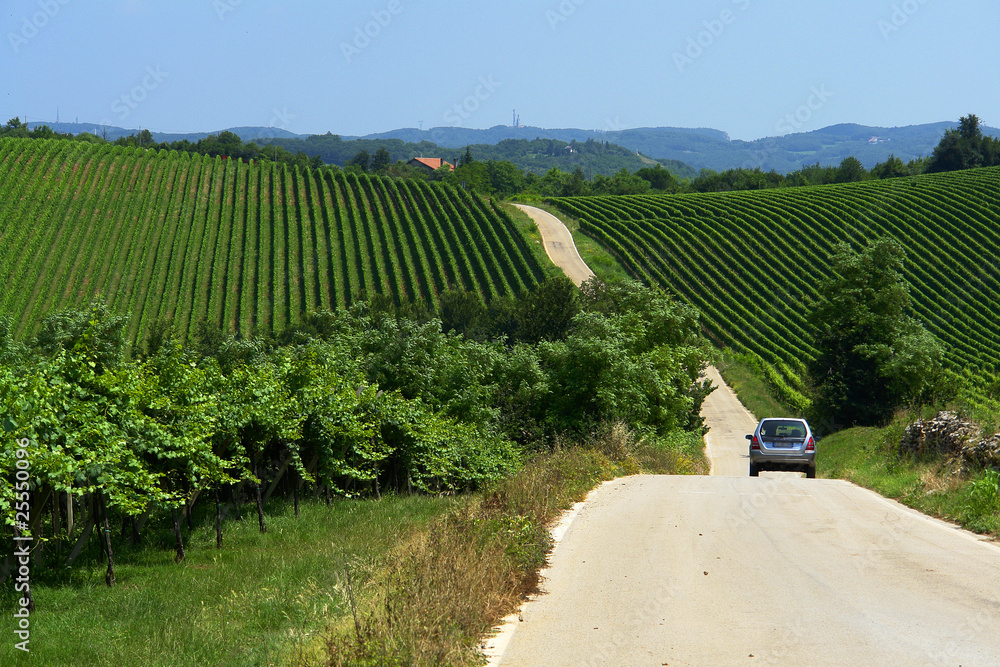 Φωτογραφία vigneto colli berici strada uva agricoltura coltivazione