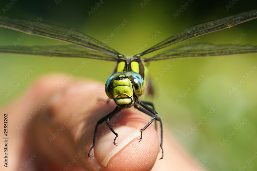 libellule libellule