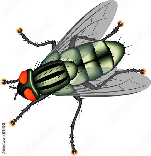 Fly