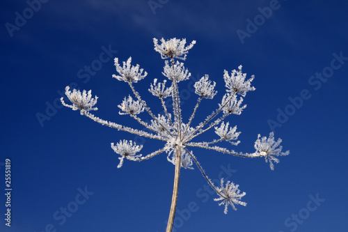 Pflanze mit Eiskristalle, Winter - Umbellifer with ice crystals