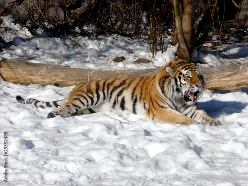 Tiger on snow