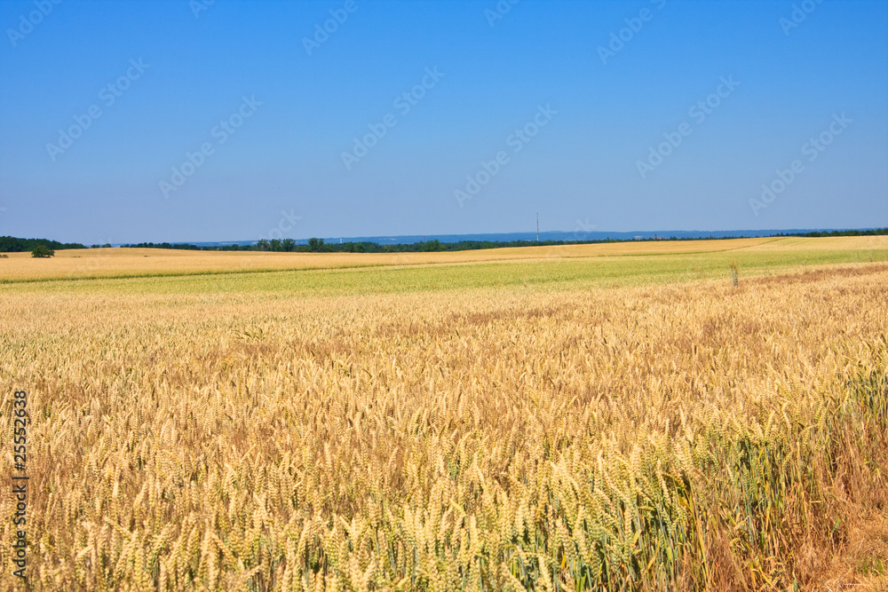 Weizenfeld, cornfield