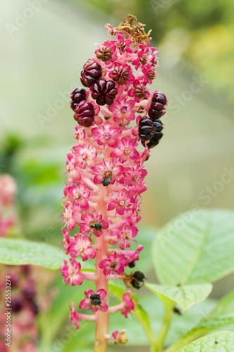 Die Kermesbeeren photo