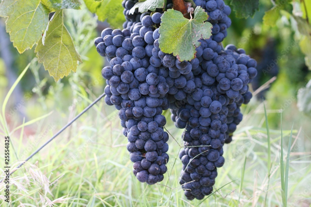 Mature grape in vineyard