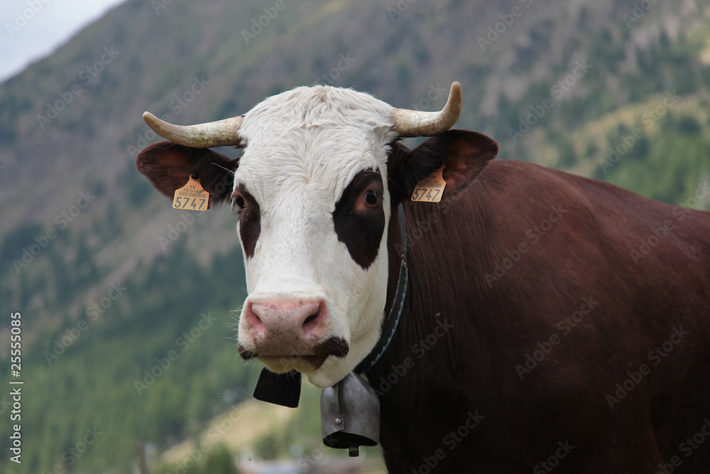 vache des alpes