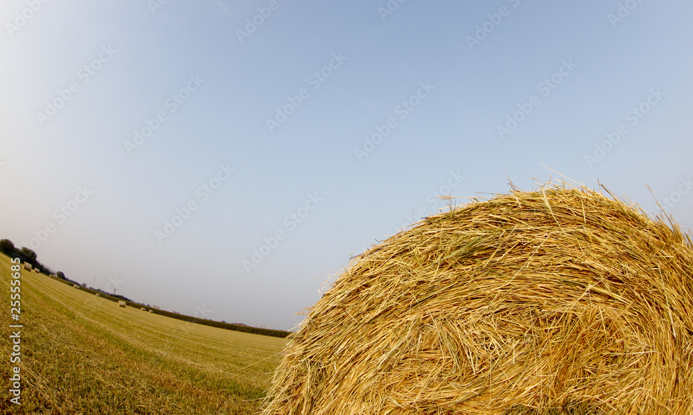 Golden hay bales and clear blue sky in a field of italy