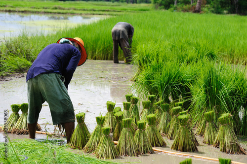 Rice Plantation in Thailand