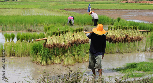 Rice Plantation in Thailand