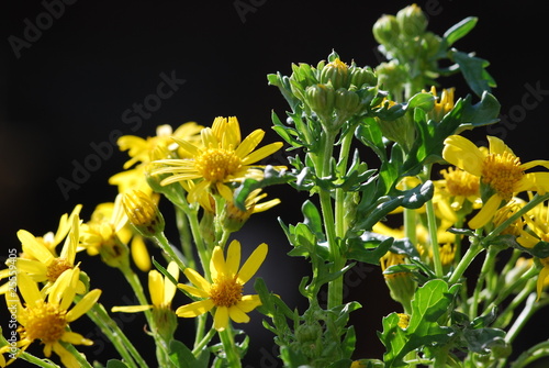 Jakobs-Kreuzkraut (Senecio) Giftpflanze photo