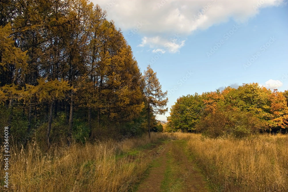 Autumn forest
