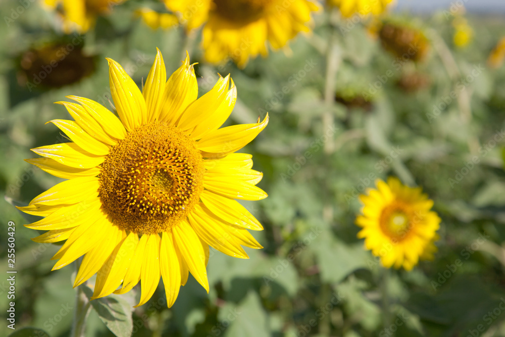big yellow sunflowers. big yellow sunflowers.