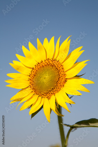 big yellow sunflowers.