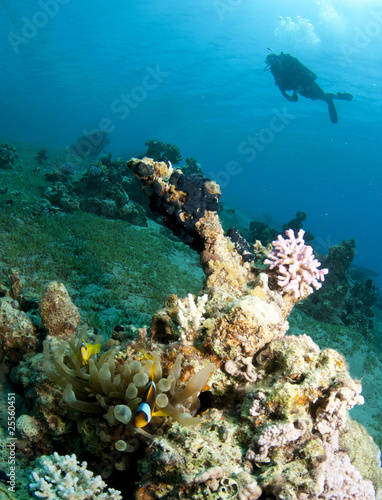 colorful coral with divers in background
