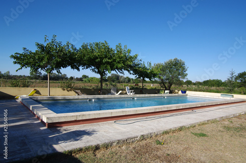 Fotografi piscine et olivier