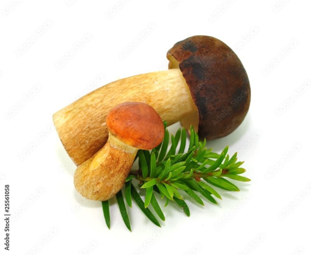 Waldpilze Waldpilze