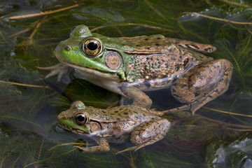 Wandcirkels Kikker Twee brulkikkers samen in water  © Cathy Keifer