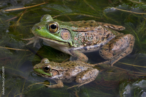 Canvas Print Two bull frogs