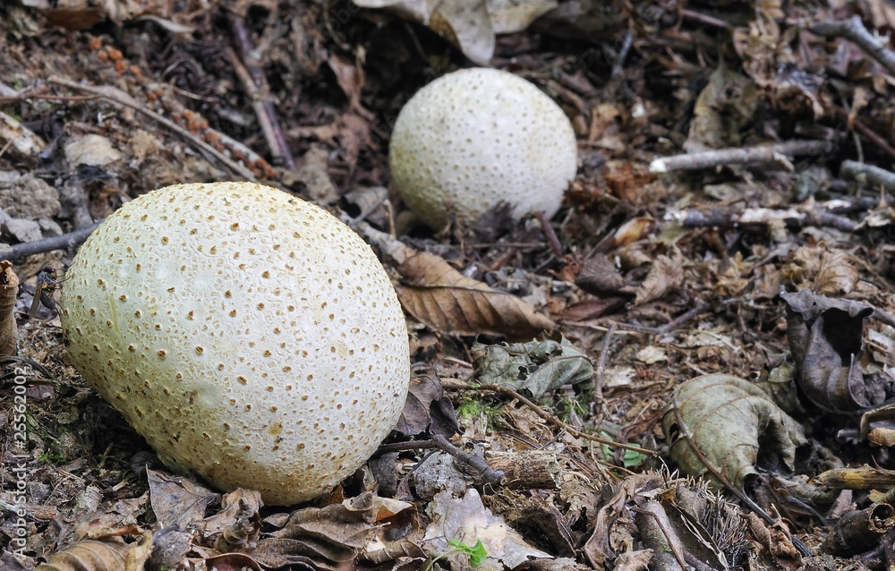 Lycoperdon perlatum Lycoperdon perlatum
