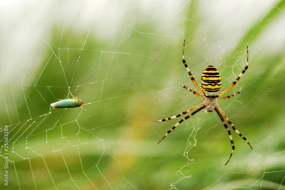 Obraz premium Spider
