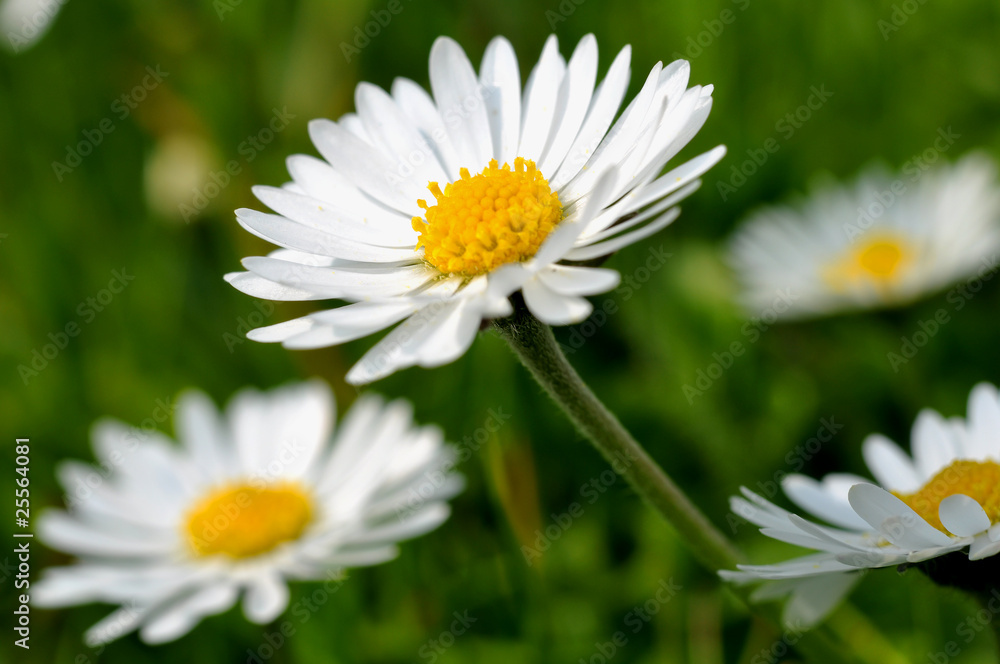 Gänseblümchen Gänseblümchen