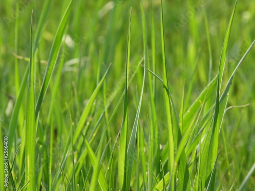 Green grass. Background.