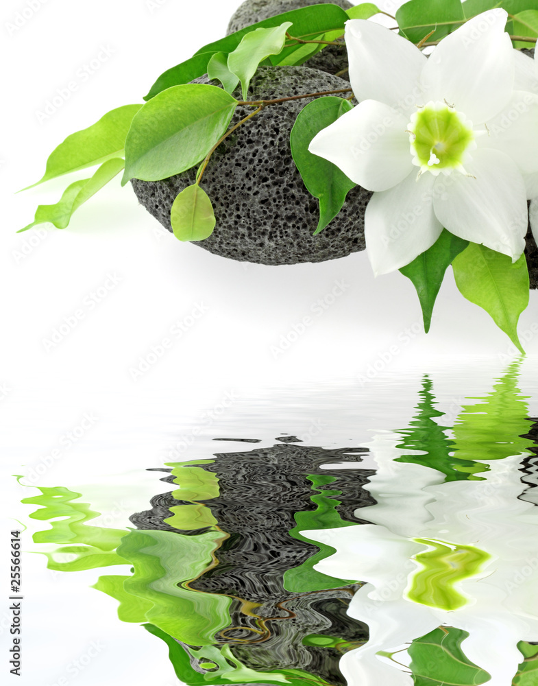 fleur blanche du lys de la vierge et ficus sur galets Stock Photo | Adobe  Stock