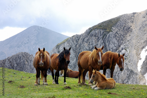 cavalli al pascolo in montagna
