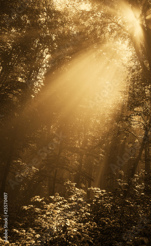 Fog in gold forest © Czintos Ödön