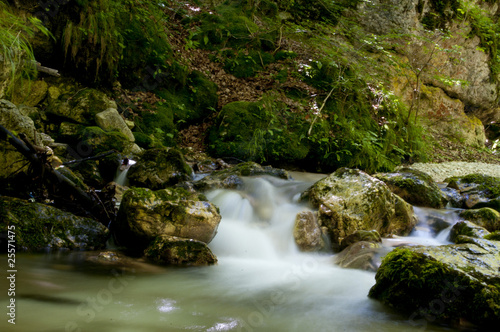 Fototapeta Naklejka Na Ścianę i Meble -  Forest stream