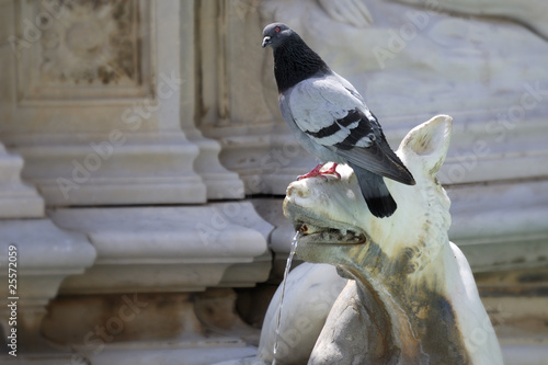 piccione su fontana