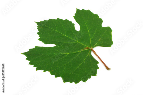Green leaf of vine.