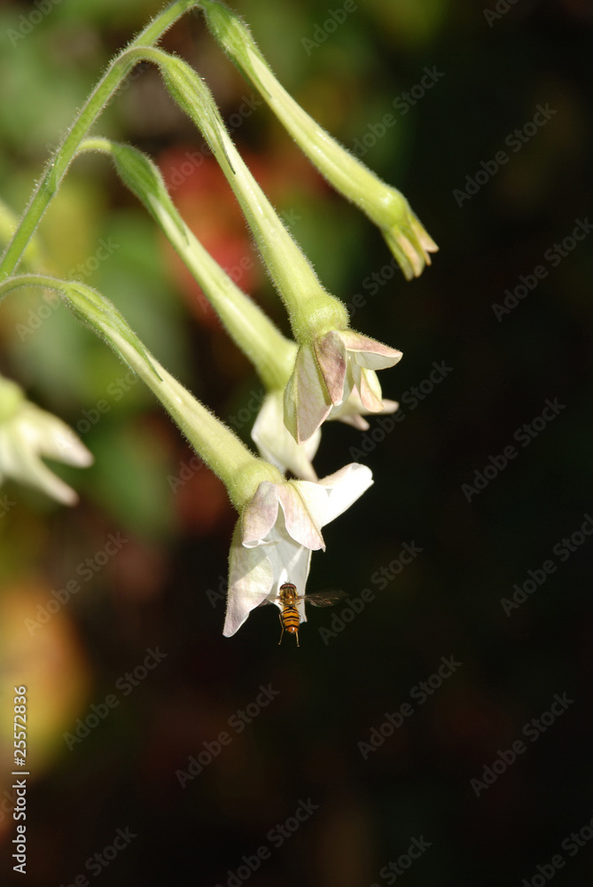 Obraz premium White Nicotiana with Wasp