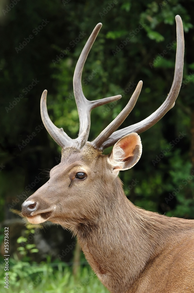 Fototapeta premium sambar deer