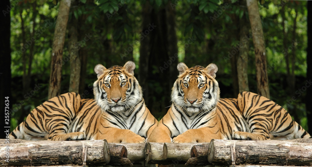 Obraz premium indochinese tiger