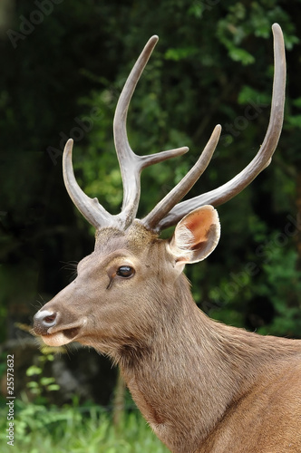 sambar deer