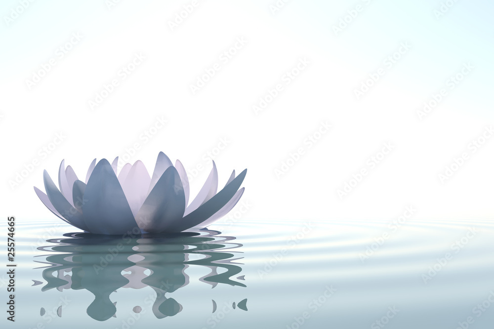 Fototapeta premium Lotos kwiat Zen w wodzie