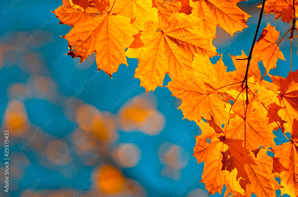 Fototapeta premium autumn leaves, very shallow focus