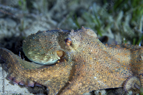 Mediterranean underwater life