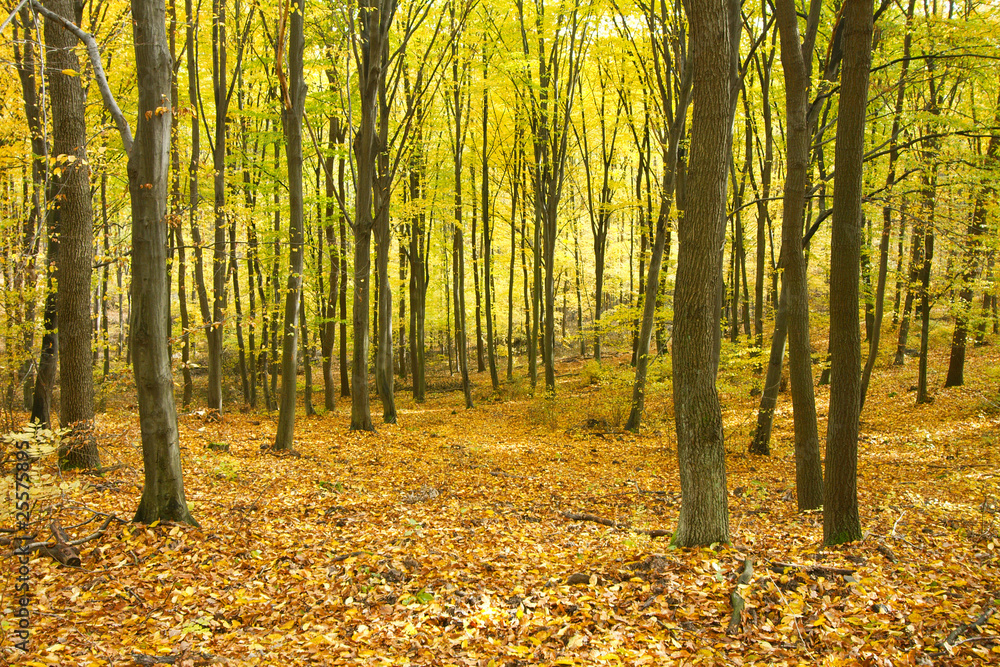 Fototapeta premium Forest