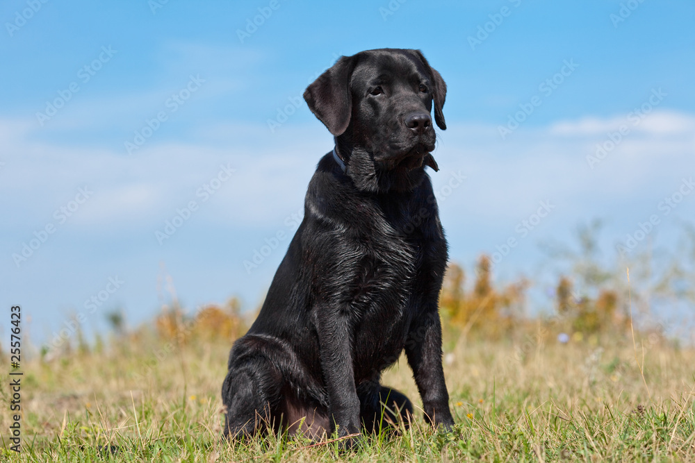 Black labrador retriever in green grass Black labrador retriever in green grass