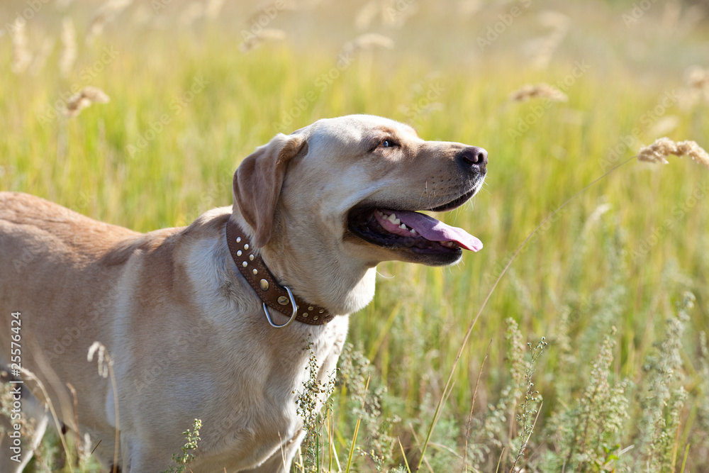 Labrador retriever in grass