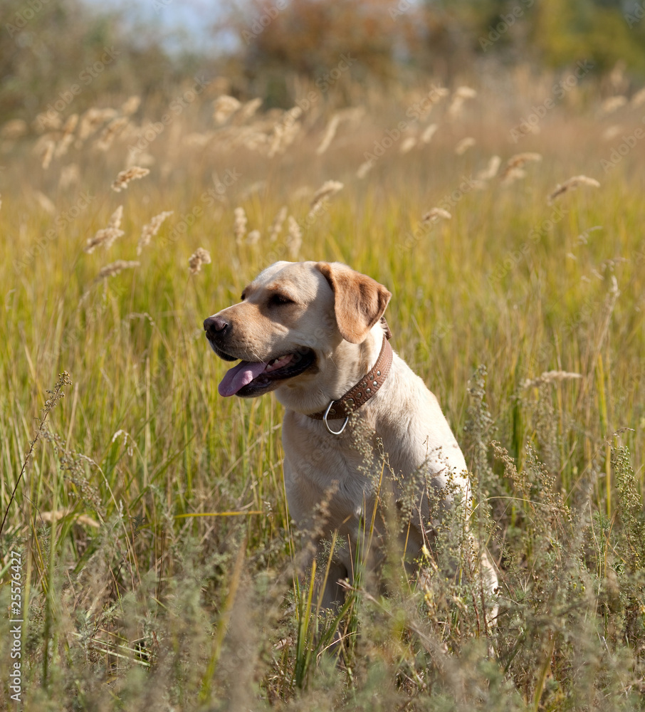 Labrador retriever in grass