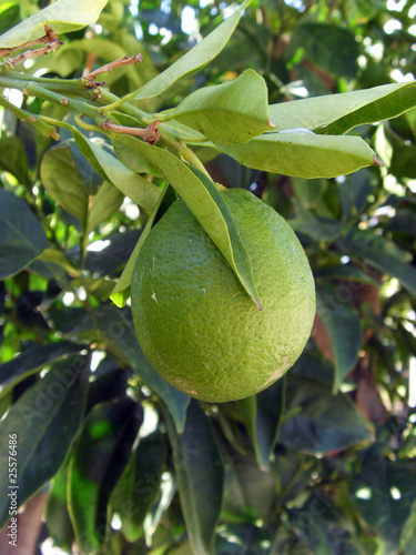 clémentine verte photo