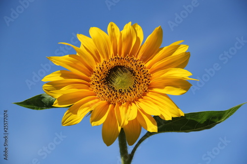 Fototapeta Naklejka Na Ścianę i Meble -  Sonnenblume