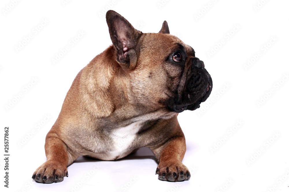 Französische Bulldogge Rüde