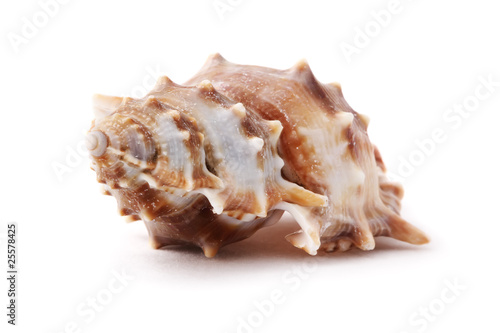 Conch shell isolated on white background.