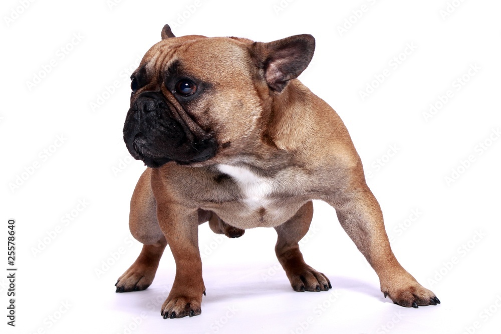 Französische Bulldogge Rüde Französische Bulldogge Rüde